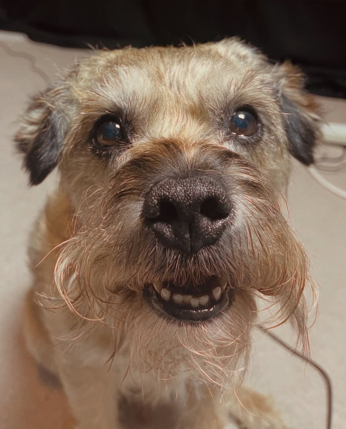 On Tuesday 26th this week we had to say goodbye to our beloved dog Milo. I usually don’t post my personal life here but he was such a big part of my life I wanted to create a memory of him

Milo was 15 and a half years old! The most loving, friendly& funny dog even though he earned the nickname Bilbo Baggins because of you ever tried to pick him up ever you’d get a reaction just like that one scene in LOTR (iykyk) 

I am going to miss you eternally, miss your fur, your smell(even though sometimes unpleasant) hearing your lil tippy taps as you run through the kitchen, your barking, the feel of your nose on my face, and I’m going to miss your snores by my side. I’m grateful to have had the chance to say goodbye, thank you for the years of joy and love
We love you so much❤️❤️❤️
2011-2026