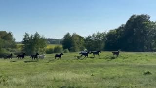 Die Pferde durften nach einem langen Winter auf dem Paddock jetzt endlich wieder auf die Weide 💚🐎

Auf Rügen hat es im Frühling wenig geregnet und so konnte auch das Anweiden erst spät stattfinden. 

Aber jetzt: Schaut euch dieses Glück an! Wie sie sich freuen!!! Ist das nicht schön? 

#pferde #sazoumeinmädchen #charlie #rügenmylove #countrylife