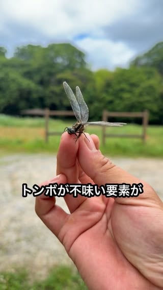 トンボについて考えてみました！