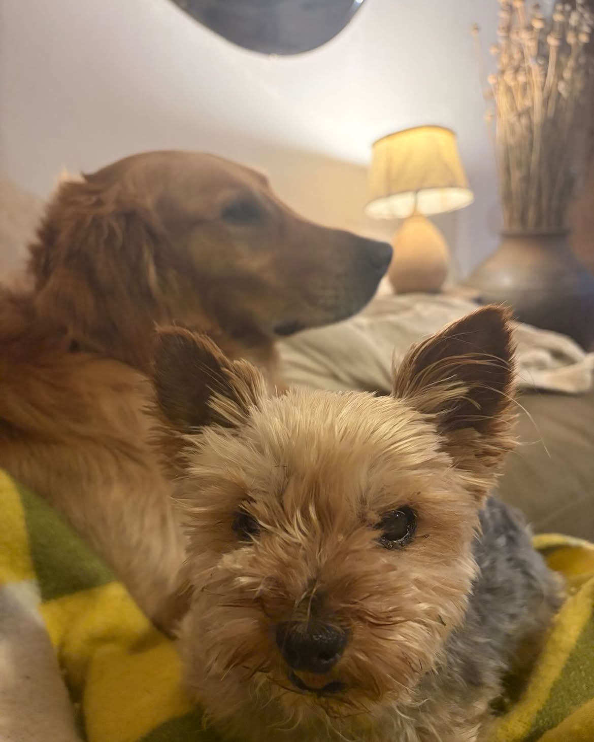 Watching telly