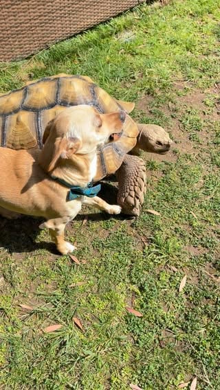 “Let’s play friend!” ~ Skippy everyday ♥️ Skippy Wiggle Pup loves to bring Tilly G The Tortoise gifts and toys every day. Sticks and toys are Skippy’s most prized possessions and he only shares them with Tilly G, because he loves him so much. Skippy doesn’t share his toys or sticks with Sparkydoodle Woodle, Little Stevie Boi, and especially not Pippi Pup! 🥰