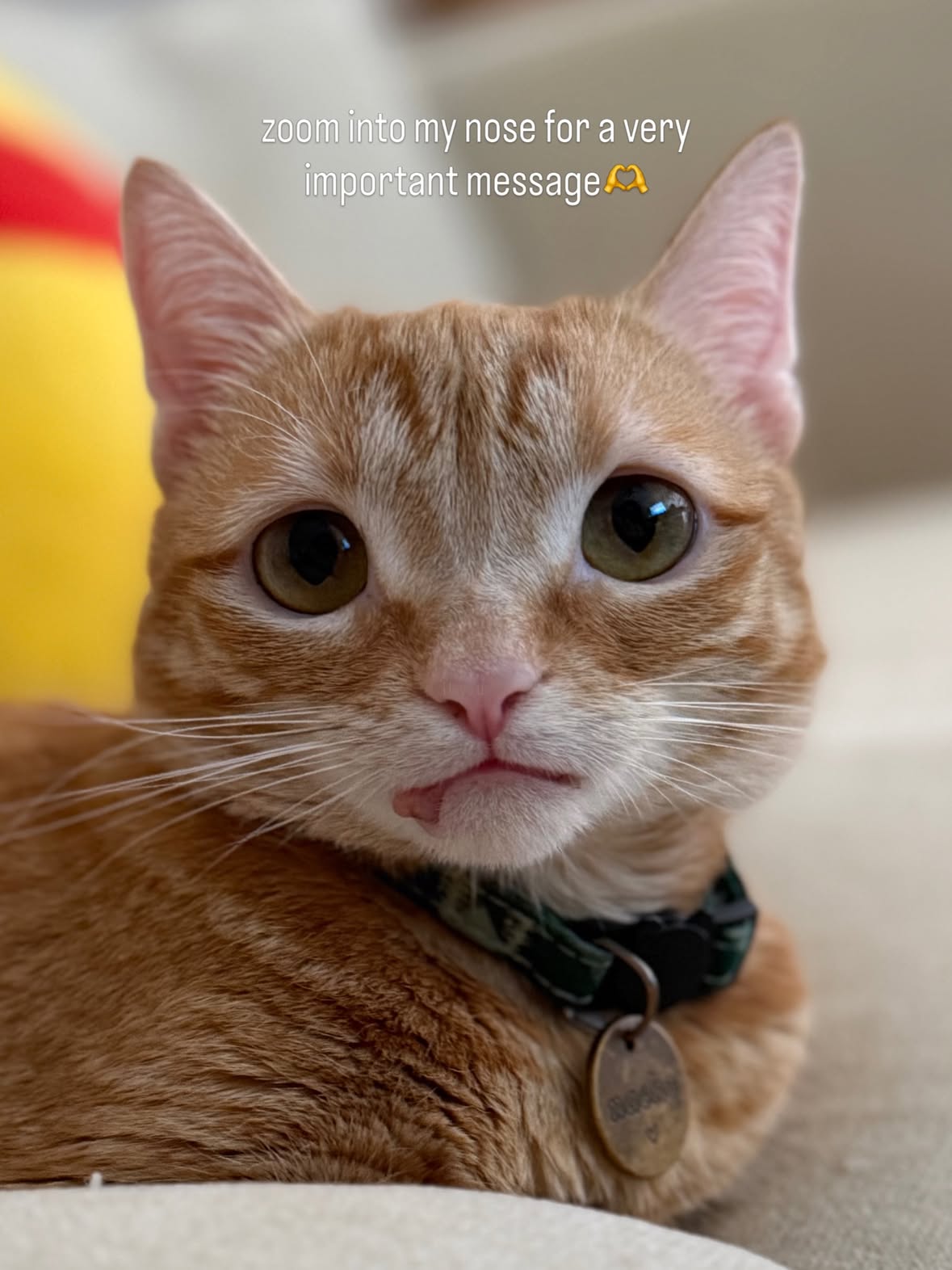 but i think you already knew that🥰
.
.
.
#iloveyou #catsoﬁnstagram #cutecat #orangecat #nachothecat
