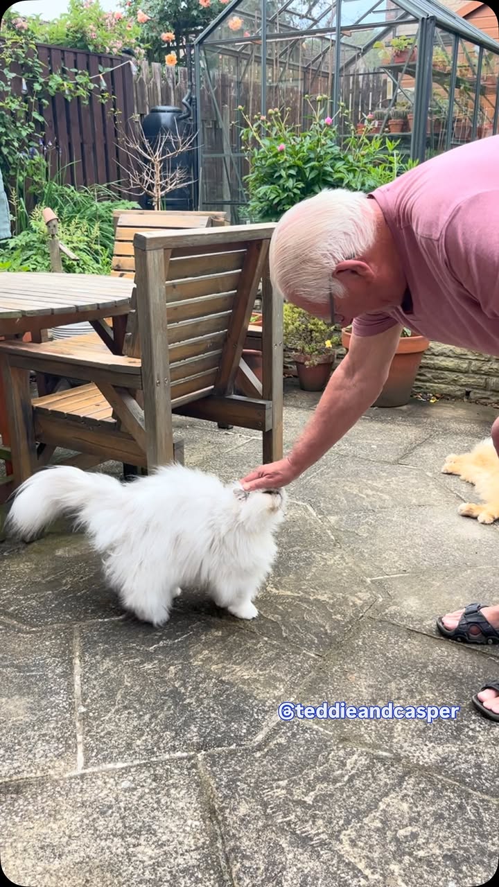 Mr Bagpipes is giving orders out again!
.
Happy Caturday efurrypawdy 🤍
.
.
#teddieandcasper #meow #bosscat #catdad #livingtheirbestlife