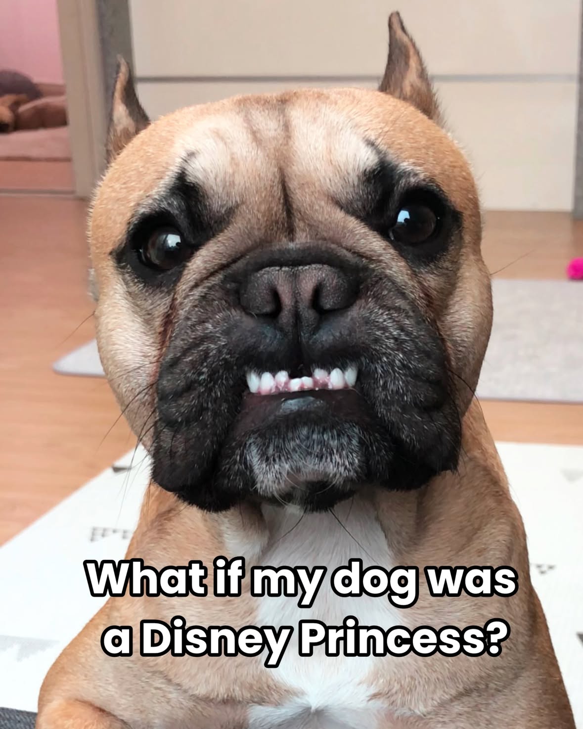 Which princess is the winner? 😅
.
.
#frenchbulldog #frebchie #disneydog #toofunny