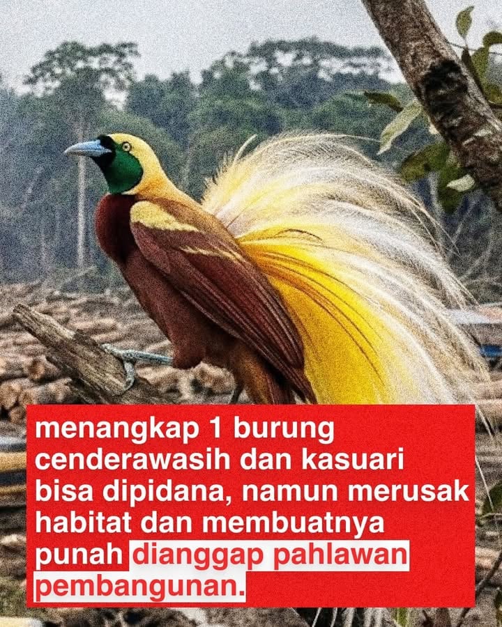 Perburuan burung Cenderawasih dan Kasuari sangat dilarang dan merupakan tindakan ileg4l

Cenderawasih dan kasuari merupakan satwa langka yang populasinya terancam punah dan dilindungi oleh undang-undang.

Aturan dan Sanksi Hukum

Undang-Undang: Segala bentuk penangkapan, pelukaan, pembunuhan, pemeliharaan, dan perdagangan satwa dilindungi diatur dalam UU No. 5 Tahun 1990 tentang Konservasi Sumber Daya Alam Hayati dan Ekosistemnya

Ancaman Pidana: Pelanggar perburuan atau perdagangan ilegal dapat dikenakan hukuman penjara hingga 5 tahun dan denda maksimal sebesar Rp100 juta.

Langkah Lanjutan: Jika Anda melihat adanya tindak perburu4n, penangkapan, atau perdagangan satwa ileg4l di wilayah Anda segera laporkan kejadian tersebut kepada pihak berwajib atau melalui saluran resmi pelaporan satwa. 

tapi mengapa yang merusak habitatnya malah dibiarkan dan dianggap pahlawan pembangunan?

Papua Bukan Tanah Kosong, Selamatkan Alam Papua dan Selamatkan Alam Indonesia!