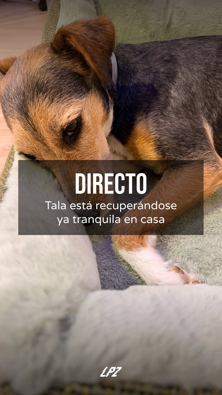 Tala en directo! 

Recuperándose de la cirugía un poco pachucha pero bien!

#tala #adopcion #perrito #perro #directo