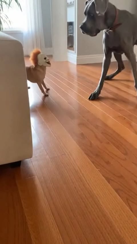 The way Rocky's brain stopped working for a full second 😭🤣
#chihuahua #dog  #funnyreelsvideo #funnydogs #funnydogsvideo