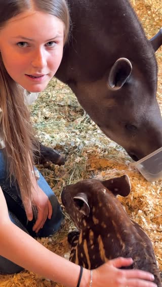 Making new friends here today - what a precious baby Tapir - meet Ally! 🆒🌎