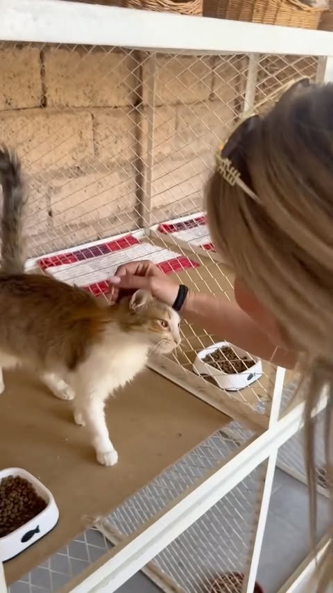 Les retrouvailles 🥹🐱🇲🇦

Il y a 3 mois, lors de nos tournages professionnels au Maroc, j’ai rencontré ce petit Bou’. J’ai été touchée par cette petite chatte de moins de 8 mois… Toute maigre, visiblement abandonnée mais pas sauvage ❤️‍🩹. Elle crevait de faim, pleine de maladies et très affaiblie et avec une anémie sévère. L'objectif était simple : la sauver et lui donner une chance. Elle était sociable et câline. J’ai craqué instantanément… 

Mais les refuges sont saturés ici et ne prennent plus d’animaux pour les faire adopter sur place… C’était soit ne rien faire, soit enclencher un protocole pour la prendre en charge entièrement et la rapatrier 🥺. Je ne me voyais pas l’abandonner à son sort à notre départ le lundi suivant. Après quelques jours de réflexion, je décide donc de faire cette procédure qui va durer plusieurs mois pour pouvoir la rapatrier en France (environ 5 mois). Et nous allons l’adopter.

Je me suis attachée à elle dès les premiers jours, mais le protocole de vaccination et de quarantaine est ULTRA long. Nous ne pouvons la récupérer que fin août. Pour la ramener en France. 

 Et aujourd'hui, 3 mois après, c’est à mon mari Thibault de venir la voir. Pour rencontrer celle qui sera son futur chat à lui aussi. Je ne pourrais vous dire combien nous sommes heureux et émus 🥹🎉🎊.