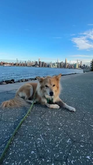 Time has allowed us to grow together, and grow around each other ❤️

For more, follow @simonsits 

#dogsofinstagram #rescuedogsofinstagram #rescuedog #dogsofnyc #dogmom