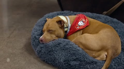 When firefighters found a dog left at their station with a note pleading, “Please help my baby,” they set out to find the owner. What happened next proved that sometimes the hardest act of love can lead to the happiest ending. @SteveHartmanCBS is On the Road in Texas.