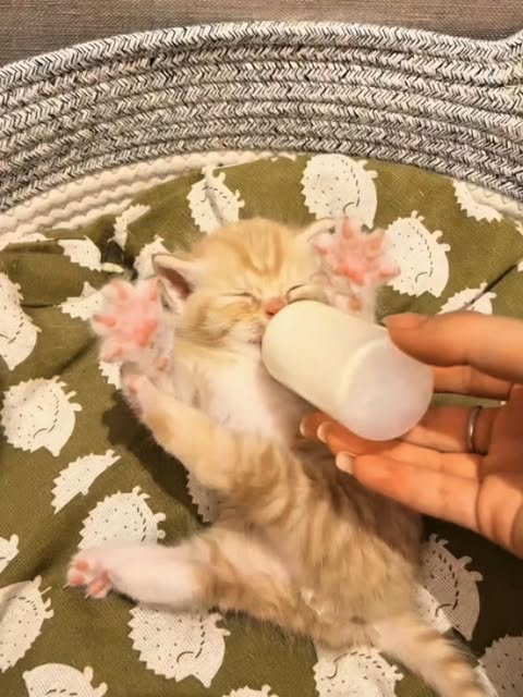 📽 from @姐姐的猫🐱 | DY

Cats vary in size based on breed and weight. Miniature cats, like the Singapura, weigh 2–5 pounds and are known for their tiny frames. Small cats, such as the Devon Rex, range from 5–8 pounds with slim, agile bodies. Medium-sized cats, like the Siamese and Domestic Shorthair, weigh 8–12 pounds and are the most common size. Large cats, including Maine Coons and Ragdolls, weigh 12–16 pounds and are known for their fluffy coats and gentle nature. Extra-large cats, like the Savannah, exceed 16 pounds, showcasing muscular builds. Regardless of size, all cats bring unique charm and personality.