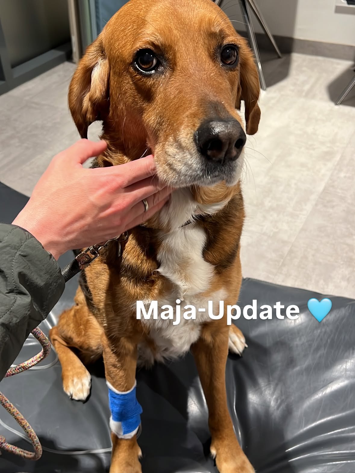 Viele von euch fragen regelmäßig nach, wie es Maja geht. Hier ein Gesundheits-Update 🫶🏻