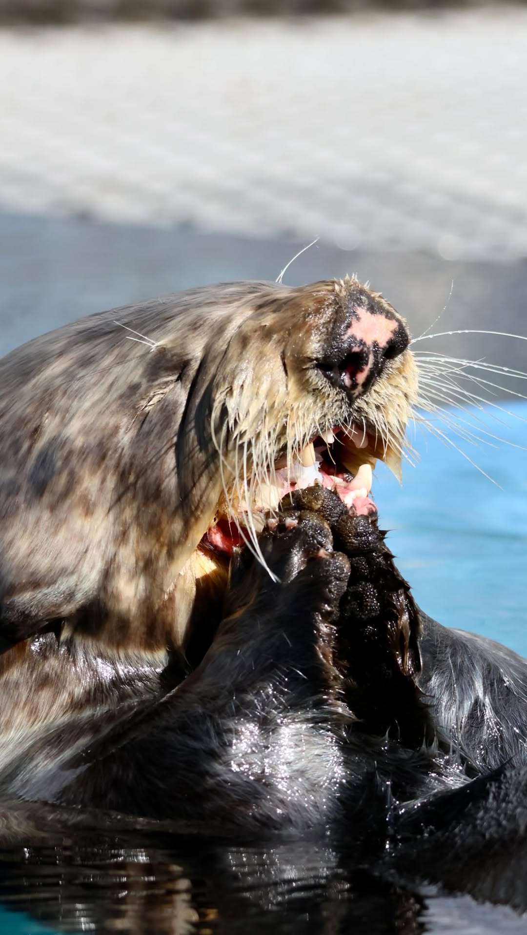 Clamato is showing us exactly what sea otters do best: using tools likes rocks and shell-on-shell strikes, to get to the good stuff inside. 🦪

Even while engaging in normal, instinctive behaviours, Clamato remains a medically fragile patient and requires close monitoring and ongoing care.

To support his specialized care and dietary needs, you can symbolically adopt or donate via the link in our bio. 🦦

We’re so grateful for the donors and supporters who make this work possible. 💙

#MarineMammalRescue #SeaOtter #Clamato #Support