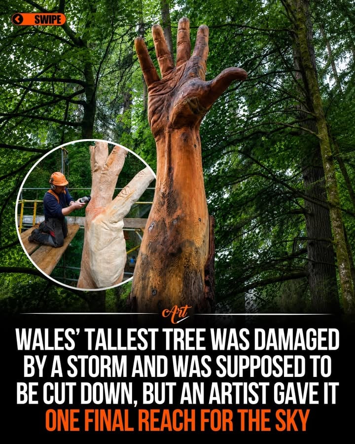 When a storm severely damaged the tallest tree in Wales, most people saw a tree that needed to be removed. Chainsaw artist Simon O’Rourke saw something else.

The Douglas Fir stood at Lake Vyrnwy for more than a century before being damaged beyond recovery. Rather than cutting it down completely, O’Rourke transformed the remaining 50-foot trunk into The Giant Hand of Vyrnwy, a sculpture designed to symbolize the tree’s final reach toward the sky.

Using his own hand as a reference, he spent days carving the enormous form high above the ground, carefully shaping each detail with the help of scaffolding. What could have ended as a loss became a new landmark, turning the remains of the tree into a tribute to resilience, memory, and renewal.

Artist: @simonorourke

#art #sculpture #woodart #artist #nature