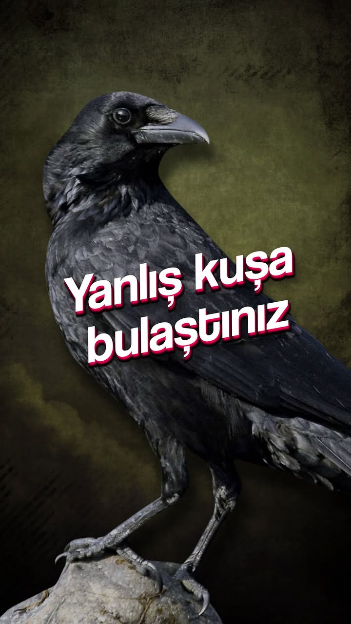 Siyah kuşa bulaşmayacaktın 🐦‍⬛🐦‍⬛🐦‍⬛

#genelkültür #kuşlar #karga #ilginçbilgiler #zeka