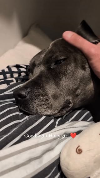 The way she looks at my hand before she lays down to see if I have her moo cow 😭🥹

#staffy #bedtimeroutine #cutedog #cutestaffy #moocow