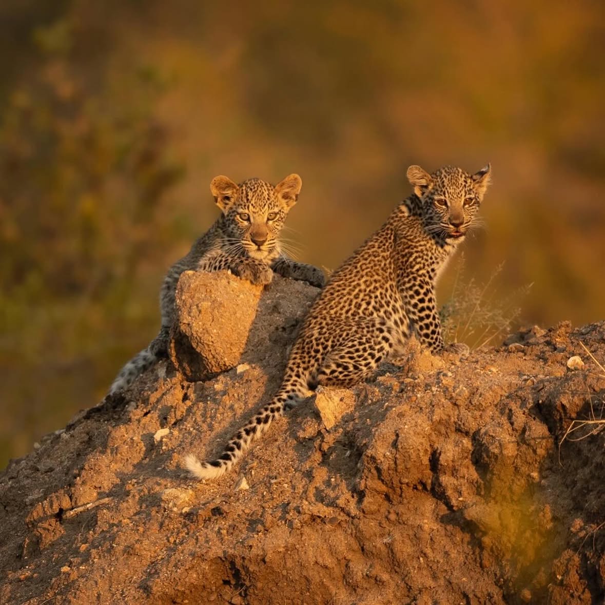Just a leopard appreciation post! Here’s some of my favourite photos I’ve gotten of these beauties out in the wild!