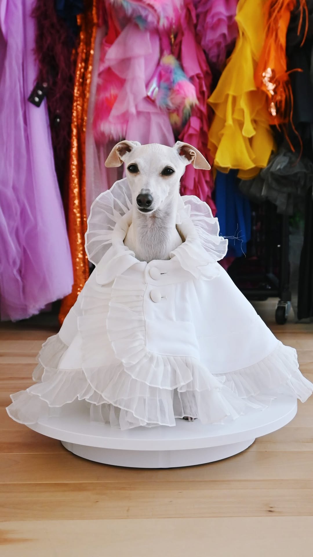 My dad’s got married 8 years ago today (yay!), but I wasn’t invited (rude!).

Ok I wasn’t born at the time, but in an alternate universe where I got an invite, these would’ve been my outfit options:

1. The Swan (@ashistudio)
2. The Dowager (@ashistudio)
3. The Flapper (@littlemiloscloset)
4. Annie Hall (@shantell_design)
5. The Rose (@shantell_design)
6. The Drama (@jade_and_coral)
7. The Dream (@shantell_design)
8. The Pearls 

Which outfit would you choose for moi?!