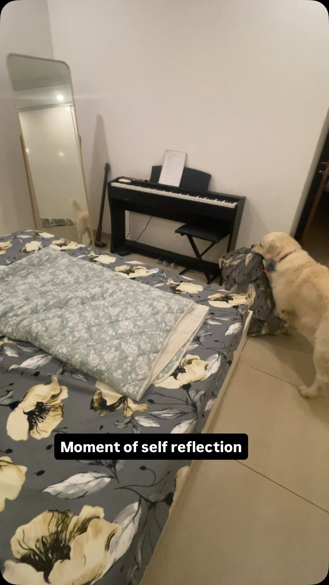 Got embarrassed seeing humping himself #goldenretriever