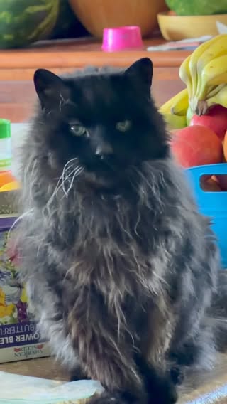 Meowdy purrtners. Licorice wants to know who covered his afternoon sleeping spot with garden seeds 😤 Also! Treats! Now! 🧐 

If you’re a fan of Jack Spicer, Pumpkin, Licorice, Olaf, and Monty’s kitty cat cowboy please consider subscribing or joining the Patreon linked in bio 😊 everything helps ❤️ 

#cat #cats #catlover #catsofinstagram #catlovers