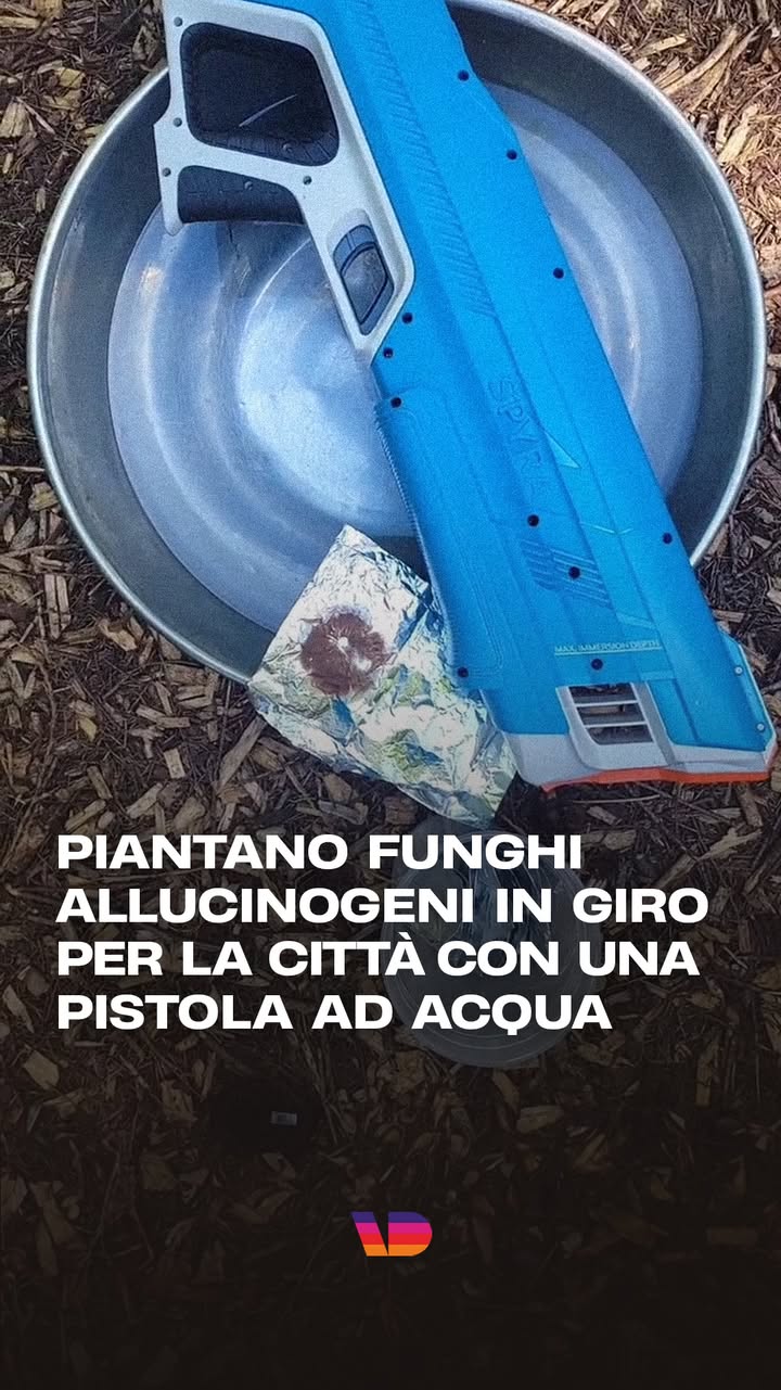 Negli USA sta crescendo un movimento di guerrilla gardening che diffonde spore di funghi allucinogeni in spazi pubblici, come boschi e aree urbane.

La loro azione, spiegano i membri, ha l’obiettivo di estendere le coltivazioni per rendere l’esperienza psichedelica accessibile a tutti. Con l’aumento della popolarità di queste sostanze, infatti, si prevede anche un incremento dei saccheggi, spesso effettuati con metodi dannosi, come i rastrellamenti.

«Ho pensato che l’unico modo per invertire la tendenza fosse piantarne altri», spiega Jeff Patterson, uno dei principali esponenti del gruppo, che vive a Bremerton, nello Stato di Washington. C’è da dire che la maggior parte delle spore diffuse con questo metodo non dà vita a nuovi miceli, ma il movimento punta sulla legge dei grandi numeri: anche solo una crescita pari all’1% rappresenterebbe per loro una quantità considerevole, considerando che in un pomeriggio arrivano a spruzzare milioni o addirittura miliardi di spore.

«Alcuni di noi sono stati fermati dalla polizia o da altre persone curiose di sapere perché seppelliamo della segatura», ha raccontato Patterson. «Ogni volta che qualcuno si avvicina, cominciamo a snocciolare nozioni sui funghi, capaci di annoiare chiunque non sia un appassionato di micologia, e di solito dopo qualche minuto ci lasciano stare».

#esteri