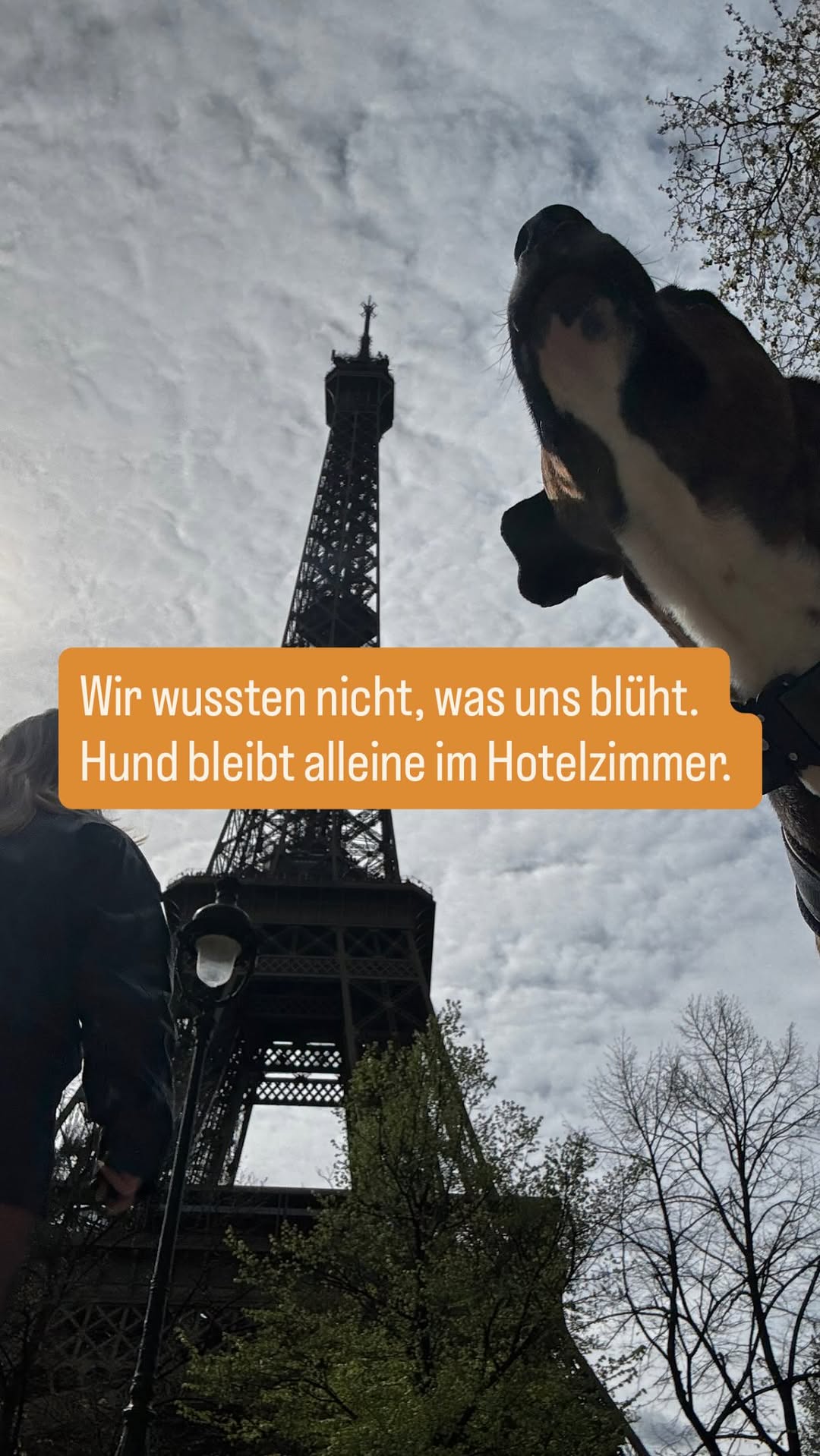 Alleinebleiben Hund:
Tja, ich war jetzt einfach wirklich ein bisschen übermütig, weil er zum Beispiel sehr gut im Auto alleine bleiben kann und auch sonst immer mal wieder Momente alleine in anderen Hotelzimmern hatte. Das war überhaupt gar kein Problem.

Und dann darf man einfach nicht vergessen, dass so viele Dinge eine Rolle spielen können. Möglicherweise war das Kissen sehr attraktiv und wirklich sehr verlockend. Dann spielen Frust eine Rolle, Kontrollverlust, Trennungsangst, ausgelastet oder nicht, gestresst oder nicht, Energielevel, Uhrzeit, fremde Umgebung, neue Umgebung und so weiter und so weiter.

Sicher ist: Ich muss halt einfach ran. :)

Und was mache ich jetzt?

Ich laste ihn aus. Ich achte auf meine häuslichen Strukturen, also darauf, dass er auch dann, wenn wir zusammen in einer Wohnung sind, mir nicht die ganze Zeit hinterherlaufen darf.

Und dann wird Trennung geübt. Und zwar wirklich in Minischritten!!!!

so, und ich hoffe es sagt jetzt keiner etwas über dieses Hotelzimmer 🫠 in der letzten Nacht (wir sind ja mit dem Auto von Deutschland nach Portugal gefahren) haben wir uns einfach mal gefreut, dass nicht wie überall pro Hund 25 € und top gezahlt werden müssen… also endlich mal ein günstiges Zimmer einfach für die letzten Stunden. Schlaf und Hunde sind kostenlos. Ist ja klar, dass ich am Ende doch noch ein Fuffi hingelegt hab für das Theaterstück 

Na, was sagst du?
Wird sicher noch lustig mit ihm.