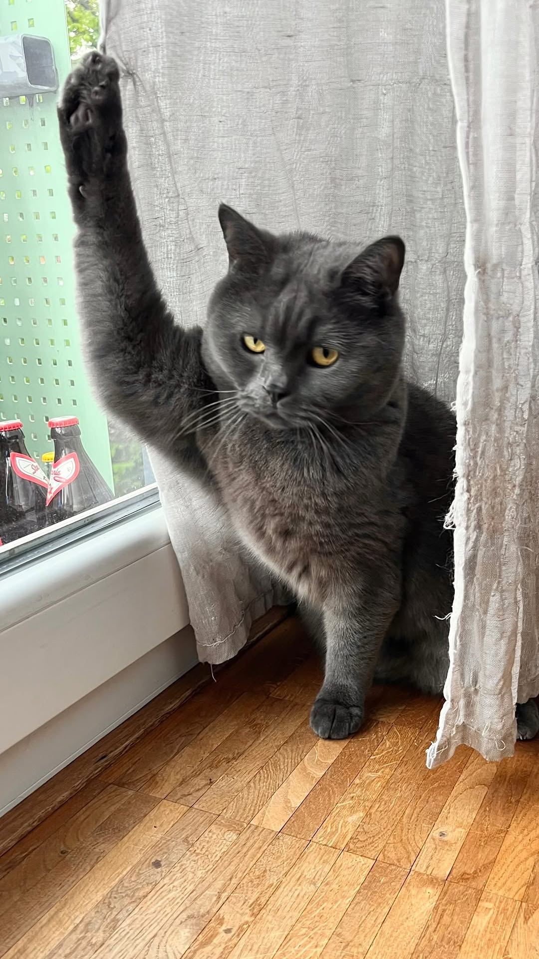 Wer bleibt noch immer hängen? 🥲 Zeit die Krallen zu kürzen 🤝🐈‍⬛
#krallen #katzenvideos #fyp
