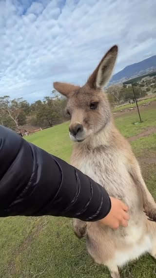 from “wait wtf” to “oh tysm”
📹 @b.ichara
-
#kangaroo #australia #reels #9gag