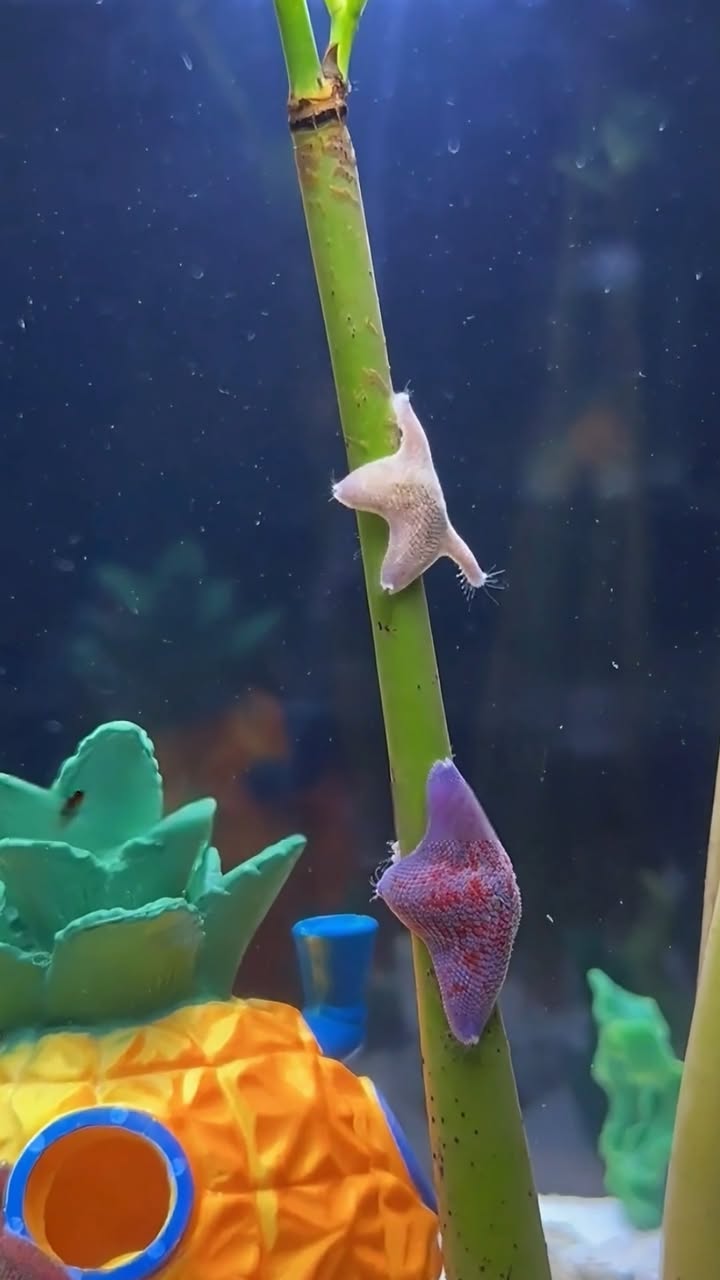POV: the starfish found the party spot. ⭐
They all started dancing around the bamboo like it’s a full-on tank concert.

#Starfish #ReefTank #AquariumLife #FishTank
