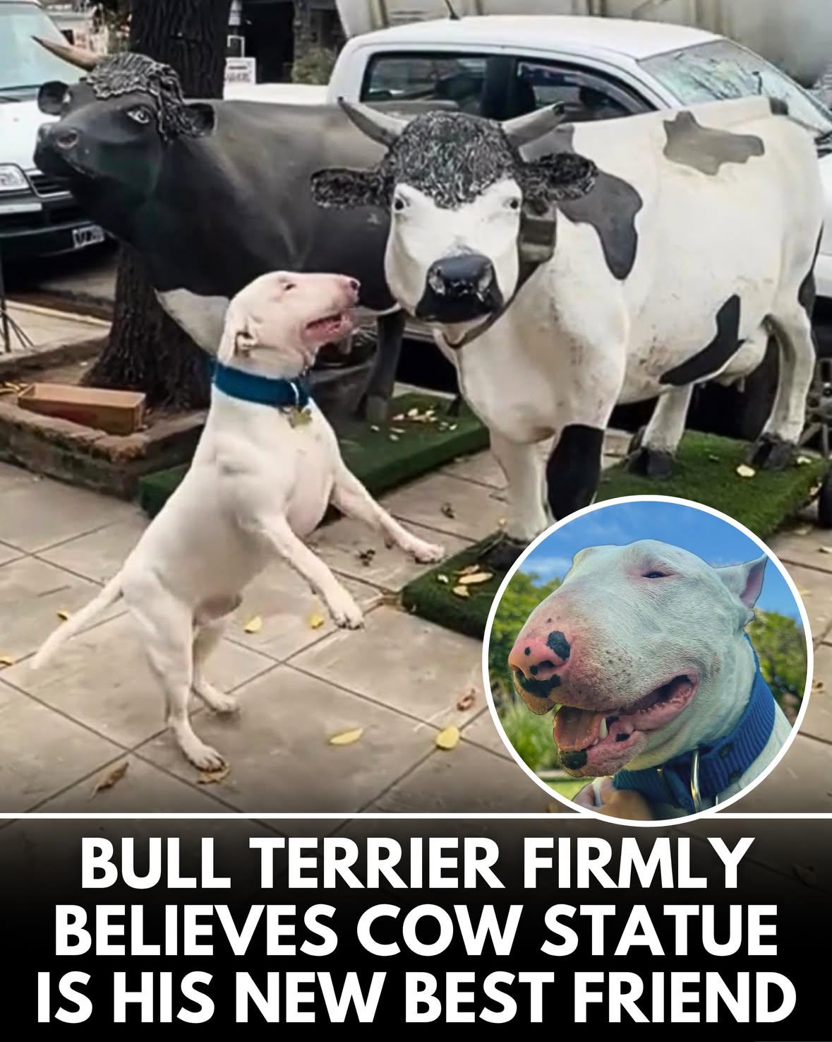This is Copo. He met a big dog on his walk today. Gave them a proper sniffspection and has determined this is his new best friend. 13/10 (follow @copodenieve.bullterrier)