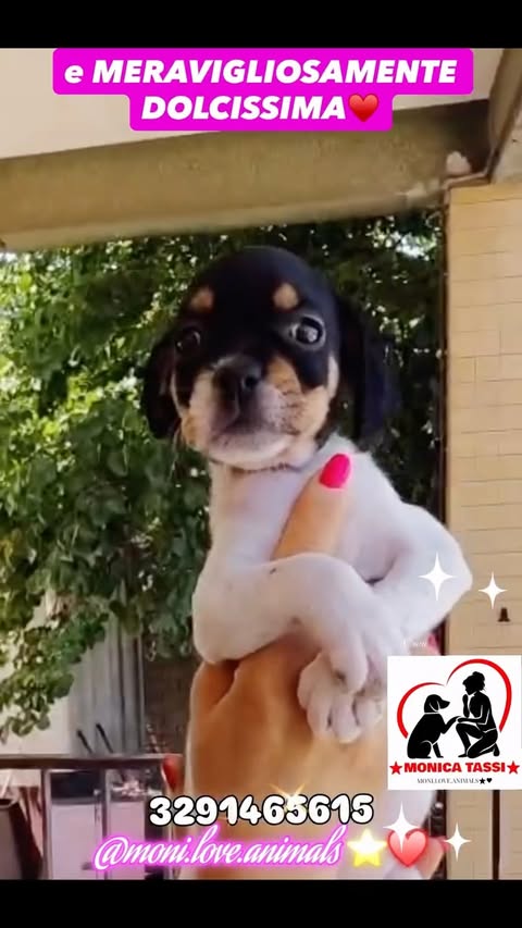 🌸MARTINA🌸
INNOCENZA VIGLIACCAMENTE BUTTATA come SPAZZATURA🤬
ennesimo vigliacco abbandono di 6 cuccioli🤬 
I suoi occhi chiedono una famiglia x essere amata😔
Non sopr@vviverà in canile😔
e’ MERAVIGLIOSAMENTE BELLISSIMA♥️
ADOZIONE URGENTISSIMA🤬 
AIUTIAMOLA🙏♥️ SALVIAMOLA🙏♥️⭐️
grazie a chi condivide perché le tieni la mano🙏♥️

Buttata via come niente.
Non ha colpe. Non ha capito.
Ha solo gli occhi pieni di paura e la fame di chi è troppo piccola per il mondo.
E la mamma?
*Non sappiamo che fine abbia fatto* 🤬
L’hanno lasciata sola anche lei come i suoi fratellini, chissà dove, chissà come.
Martina è meravigliosamente bellissima ♥️
Ma qui la bellezza non basta.
*In canile un cucciolo di 2 mesi non sopravvive* 😔
I suoi occhi chiedono una famiglia.
Chiedono di essere amata, di avere un posto caldo, di non morire di indifferenza.
*ADOZIONE URGENTISSIMA* 🤬
Non ha tempo. Ogni ora qui è una condanna.
*AIUTIAMOLA* 🙏♥️ *SALVIAMOLA* 🙏♥️⭐️
Se non puoi adottarla, CONDIVIDI.
Grazie a chi condivide perché le tieni la mano quando tutti l’hanno lasciata andare 🙏♥️

🌸MARTINA🌸
🍀 2 mesi | Femmina
🍀 Dolcissima, bellissima, spaventata
📍 Foggia – viaggia Centro/Nord Italia
📞 Info: 329 146 5615 Brunella

Follow @moni.love.animals ⭐️♥️

Cani
Cani in adozione
Cani in canile
Cani cercano casa
Cani in famiglia
Cani abbandonati
adozione cani adozione cani in cerca di casa gatti in cerca di adozione adotta non comprare salvataggio animali cani abbandonati gatti abbandonati adozione responsabile adozioni urgenti cane in canile canile sovraffollato cani a rischio soppressione appello adozione adozione urgente cani invisibili

#bergamo #milano #lombardia #real #cani