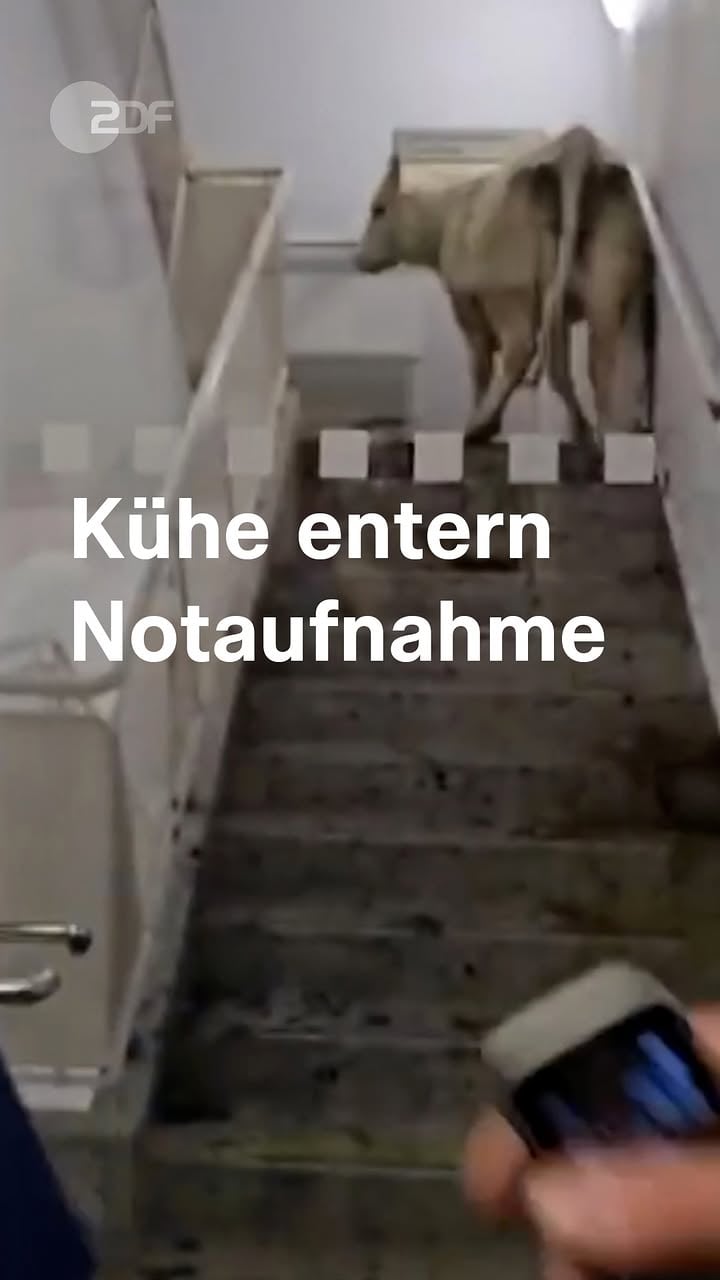 In Wolfhagen (Hessen) sind Kühe ausgebüxt und in eine Notaufnahme marschiert. Durch eine automatische Tür sind sie direkt in die Notaufnahme und weiter ins Treppenhaus gelangt. 

Die Tiere liefen dort bis in obere Stockwerke, blieben aber im Treppenhaus. Die anderen Bereiche zur Notfallbehandlung waren verschlossen, somit blieben die Patientinnen und Patienten sowie das dortige Personal geschützt. 

Ein Landwirt sicherte gemeinsam mit Klinikmitarbeitenden die Kühe. Die Tiere wurden mit einem Treibwagen zurück auf die Weide gebracht. Verletzt wurde niemand. 

#Kühe #ZDFheute