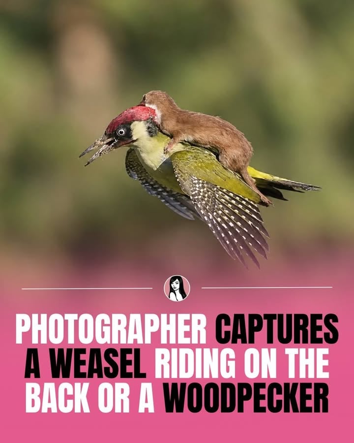 This isn’t a weasel hitching a ride—it’s a predator refusing to let go. Captured by photographer Martin Le-May in 2015, the image shows a weasel locked onto a green woodpecker during a life-or-death encounter. Weasels are among the most fearless hunters in the animal kingdom, often attacking prey several times their own size. The woodpecker ultimately escaped, but the split-second battle produced one of the most astonishing wildlife photos ever taken.

#reels #relatable #funny #explorepage #memes
