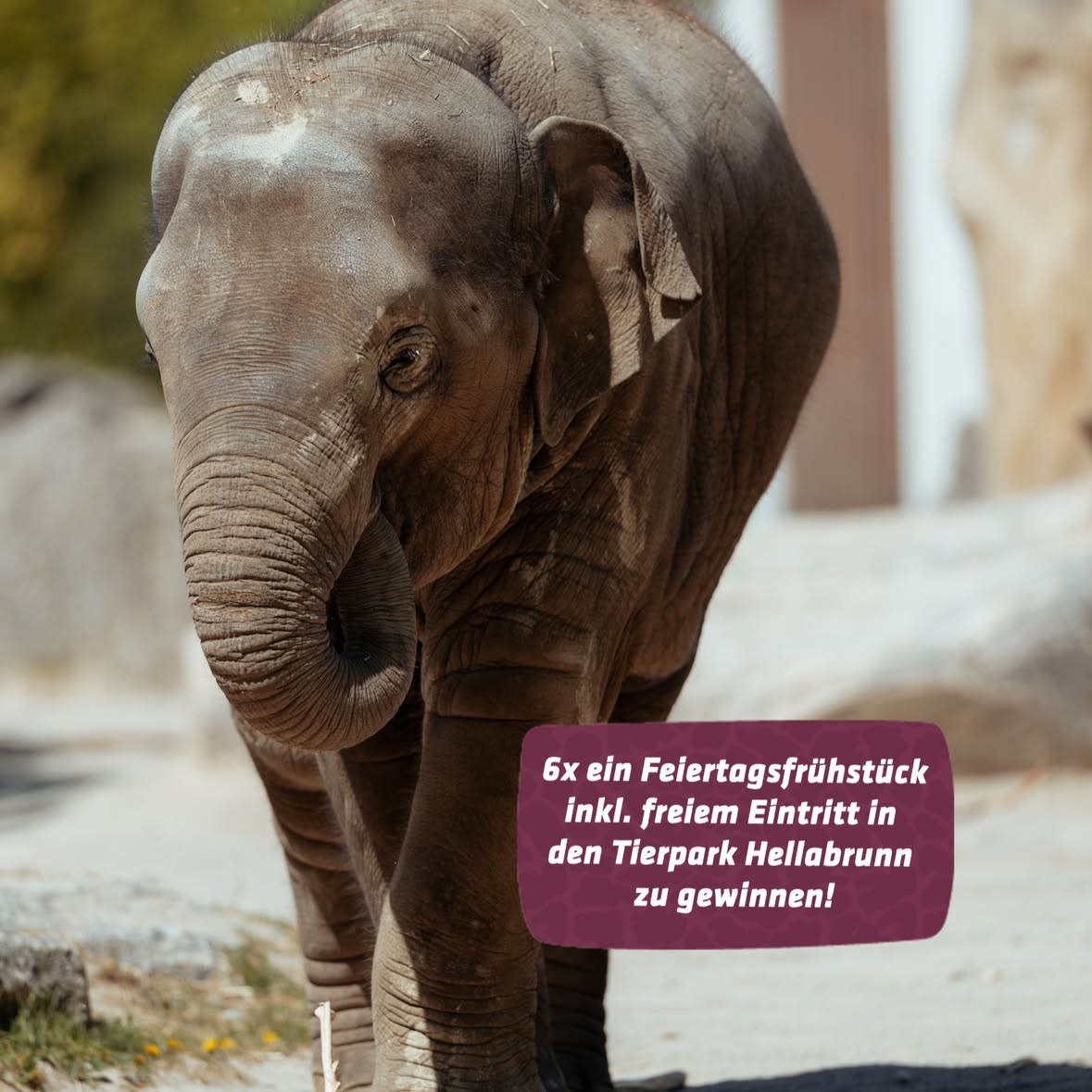 Feiertagsspecial im Tierpark Hellabrunn 🐘

Aufgepasst: Wir verlosen 6x ein Feiertagsfrühstück im Marché inklusive Eintritt! Startet den Hellabrunn-Tag entspannt mit einem köstlichen Frühstück von 9 - 11 Uhr!
Danach könnt ihr, kulinarisch gestärkt, Hellabrunn entdecken und den freien Tag genießen.

⚠️ Wichtig: Der Gewinn ist ausschließlich am 4. Juni einlösbar!

So könnt ihr teilnehmen:

➡️ folgt @tierpark_hellabrunn 
➡️ liked diesen Beitrag
➡️ kommentiert, auf welches Tier ihr euch am meisten freut

--‐--------------------------------------------
Teilnahmeschluss: 03.06. um 13 Uhr! Die Auslosung erfolgt unter den Kommentaren dieses Beitrags. Die Gewinner erhalten im Anschluss eine persönliche Nachricht von uns! Das Gewinnspiel steht in keiner Verbindung zu Instagram. Keine Barauszahlung. Rechtsweg ausgeschlossen.
--‐--------------------------------------------

Viel Glück! 🍀

📸 Jan Saurer

#tierparkhellabrunn #münchen #munich #ferienzeit #ferien