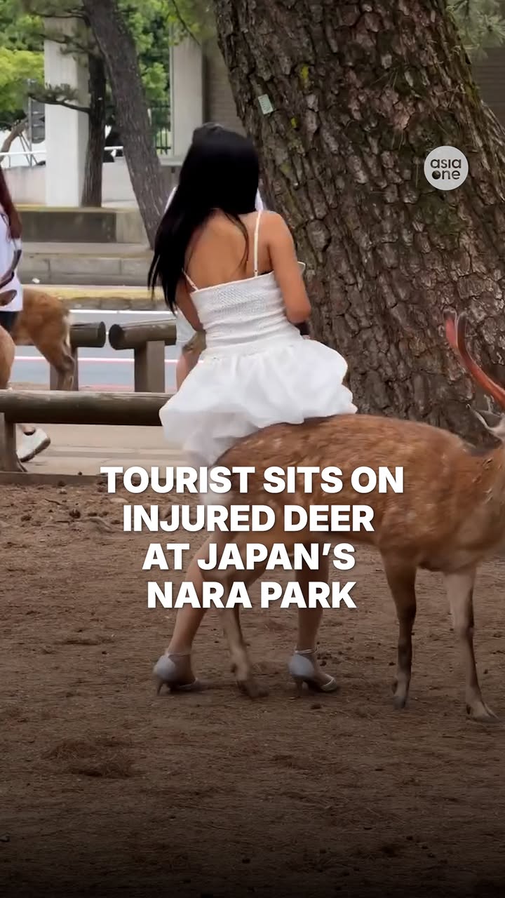 A female tourist, who visited Japan’s Nara Park recently, has sparked outrage after a video emerged showing her forcibly sitting on an injured deer. The woman’s friend, who purportedly laughed as she recorded the video, also received condemnation.

Locals say the deer had previously suffered a foot fracture following a traffic accident, adding that deer are considered sacred in Shinto tradition.

#news #Japan #Animals #Deer #Tourist