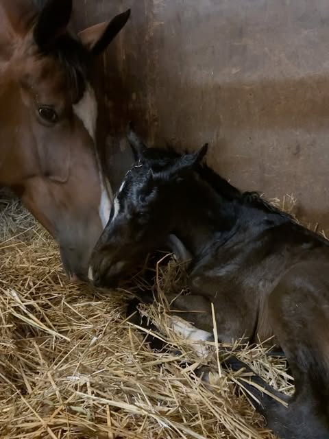 Hallo kleiner Tino 🥹🖤 
*02.06.2026 
Mitten in der Nacht hat die Emma dieses wunderschöne (unfassbar langbeinige) Hengstfohlen gesund zur Welt gebracht! 🙏🏼 Sie ist entgegen meiner Erwartung super souverän und macht alles wirklich großartig! Ich hatte wirklich Sorge, dass das erste Fohlen sie sehr stresst und sie hysterisch wird, aber ganz im Gegenteil! Sie tut grad so als hätte sie schon 3 gehabt. 😅 

Sein richtiger Name hat übrigens eine ganz besondere Bedeutung für mich und mit seinem besonderen Abzeichen zu tun. Vielleicht kommt ja einer von euch drauf 🤓