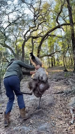 Giant murder turkey attack! Anyone else miss breeding season with Pebbles, he sure kept things interesting 😂. I wanted to share this in memory of the passing of Summer as well, we brought her in for a necropsy today and will hopefully get an answer on what happened. Now that breeding season has passed, Pebbles is nice and calm and not constantly trying to kill me, it’s pretty boring honestly. This video is from several months ago during breeding season where his attitude turns up to eleven as he is very protective of his mate and eggs. Also remember the beak might hurt, but the talons in that kick is what’ll open YOU up like a turkey! Emu kicks have been known to break people’s arms and the claws can split you open. 
#animals