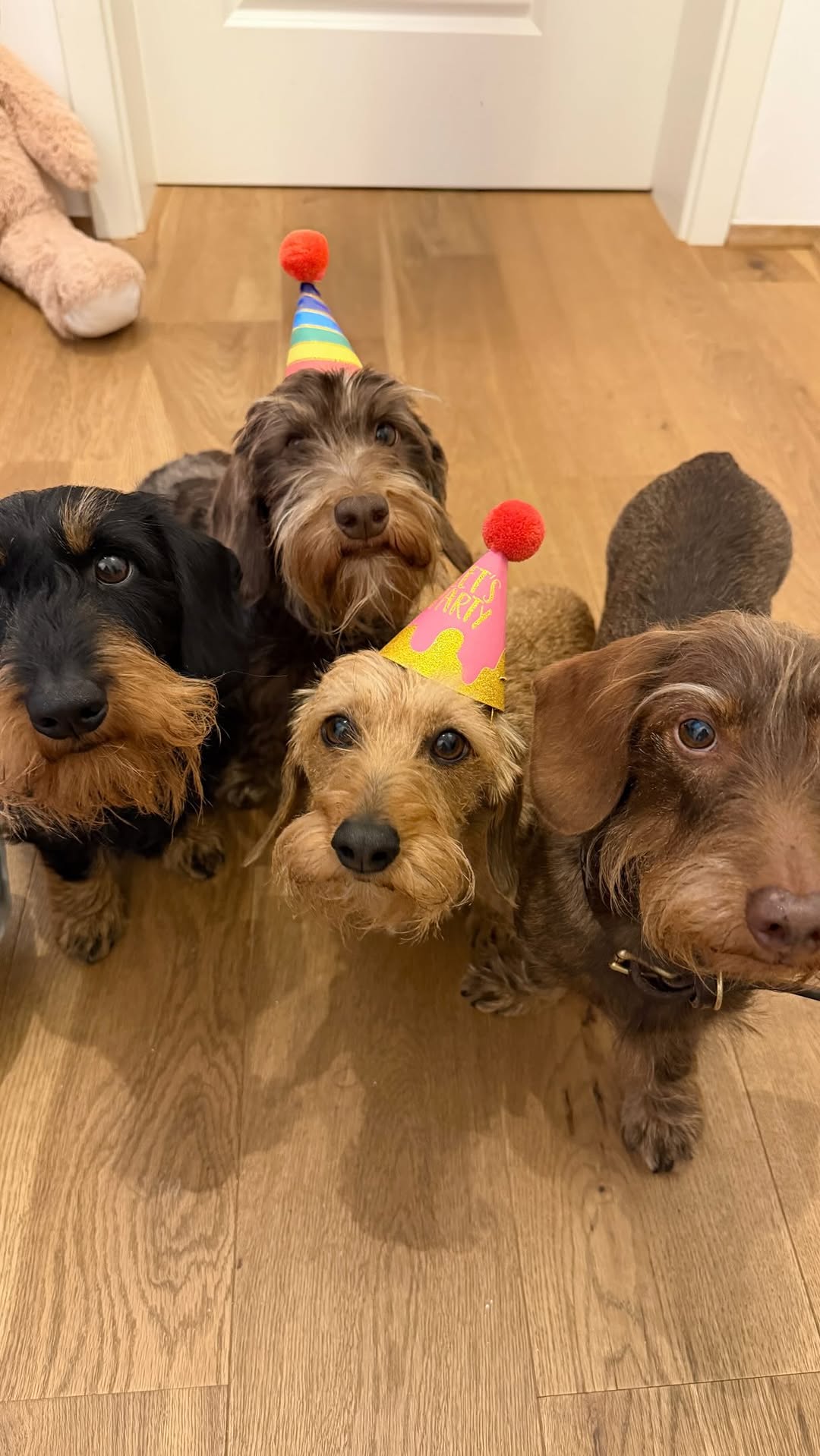 Special version for a special day yesterday – watch till the end. 😉♥️♥️♥️♥️♥️

Can’t believe that Baby H, the youngest member of The Gang, is one year already! 😮

#wildwildwilli #wirehairdachshund #rauhaardackel #bassotto #thegang 
Friendship Best Friends Dackel