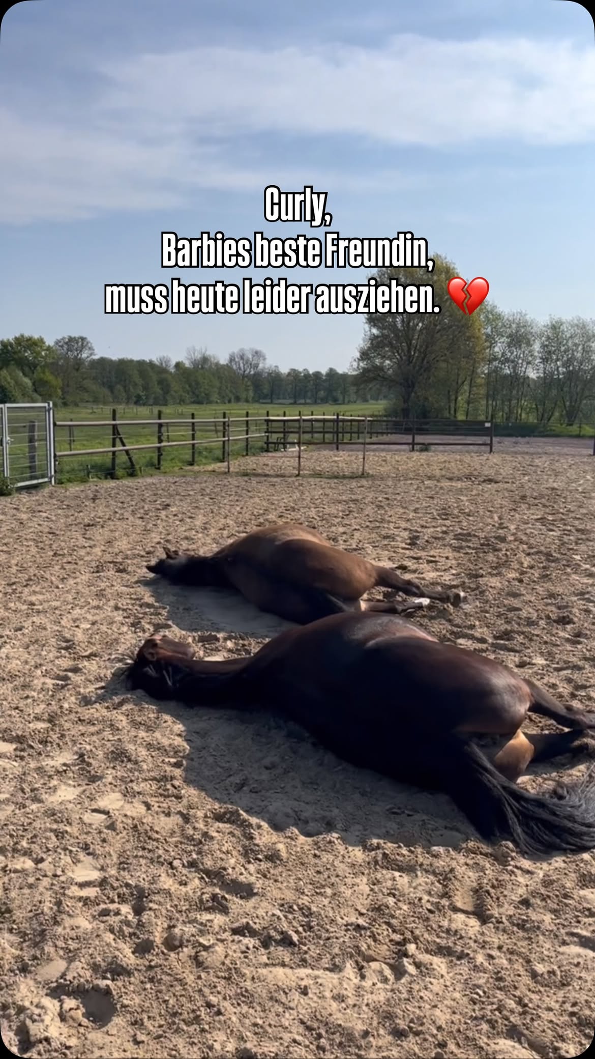 Wir haben es uns alle anders gewünscht aber leider gibt es für Curly keine andere Möglichkeit mehr als ans Meer zu ziehen. Ihr Zustand hat sich die letzten Monate immer weiter zugespitzt bis vor ein paar Tagen klar war „es geht nicht mehr“. Ich bin unendlich traurig und es tut mir für die Freundschaft sehr leid. Heute um 16 Uhr zieht Curly aus um ihr noch viele weitere frei atmende Jahre zu ermöglichen. Ich bin traurig, weil mir Curly sehr fehlen wird aber auch die Menschen dazu. Hab Euch drei lieb! ❤️ #abschied #equestrian #pferdeamhaus