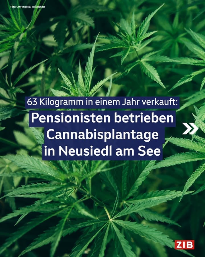 63 Kilo in einem Jahr verkauft: 3 Pensionisten im Burgenland sollen in Neusiedl am See eine Cannabis-Plantage betrieben haben. Sie wurden jetzt zu Haftstrafen verurteilt. (MR)