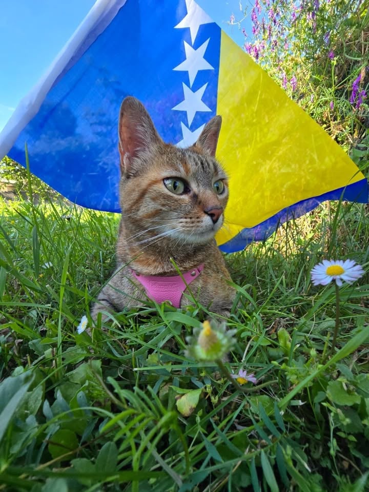 Hello Bosnia and Herzegovina 🇧🇦❤️

Back in Nala’s home country after all these years, and excited to finally explore more of this beautiful country together ❤️