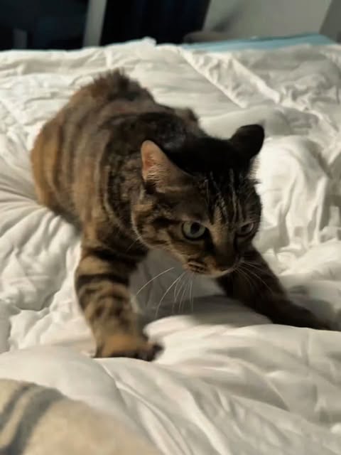 📽 from @月月的妈妈 | DY

A house cat can run 30 miles per hour in short bursts. That’s faster than Usain Bolt’s top speed of 27.8 mph. Cats achieve this through an extremely flexible spine that extends their stride length, similar to cheetahs. Their retractable claws grip the ground like cleats during sprints. Despite this speed, cats are ambush predators who prefer a single explosive pounce over a long chase.