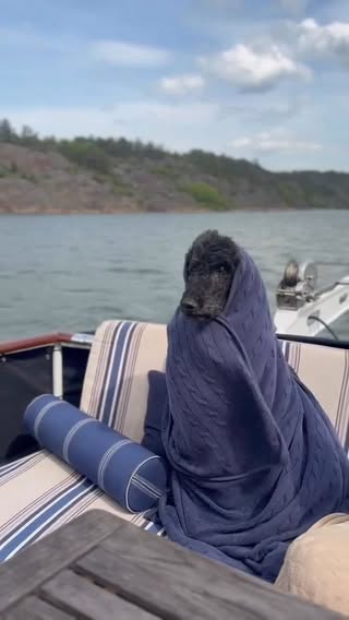 🐩 KRULLET HAR SOMNAT IN 🐩
.
Och flugit till himlen ☁️☁️

Usch… ända in i helvetes fan så jobbigt det här är 😢💔

Sixten som han hette egentligen. Krullet var hans Instagramnamn 😊 Men han kallades också Sigge, Trollöga, Måndagsex och mycket annat. Det sägs ju att kära barn har många namn ♥️🐩

Han som hade lika dålig humor som jag och var en riktig kelig knäppis.
Eller ville sitta med på en egen stol vid matbordet.

På natten kom han tassande framåt småtimmarna för att krypa upp i sängen och lägga sig under täcket för att han frös.

Veckorna efter operationen för cancertumören i benet har han blivit allt sämre. Kanske inte av cancern, men vi tror att hjärta, lungor och kanske njurar inte orkade mer. Han hade en hel del att kämpa med sedan tidigare.

Så i dag klockan 9 i morse for vi till veterinären med möjligheten att låta honom flyga.

Usch fy, att behöva ta ett sådant beslut 😭😢

Men hela familjen, vi fyra, var överens om att det var det rätta för honom. Veterinären stöttade oss i det beslutet.

Nu är det alldeles tomt här hemma. Precis överallt.

Sov gott, älskade Krullet våran knäppis♥️🐩
.
.
.
.
.
~~~~~~~~~~~~~~~~~~~~~~~~~~~~~~~~

Hund • Storpudel • Pudel • Hundliv • Familjehund • Älskad hund • Hundsorg •  Saknad • Livet med hund • Hundfamilj •